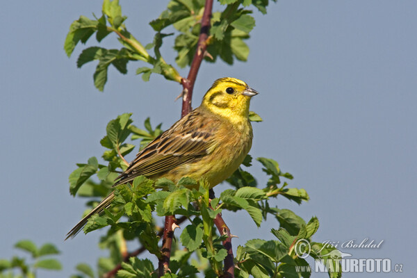 Bruant jaune