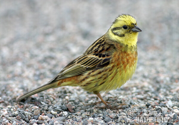 Bruant jaune