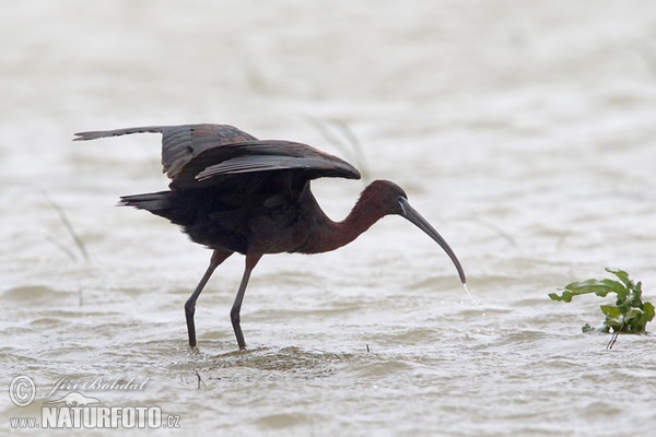 Bruna ibiso