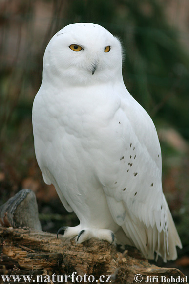 Bubo scandiacus