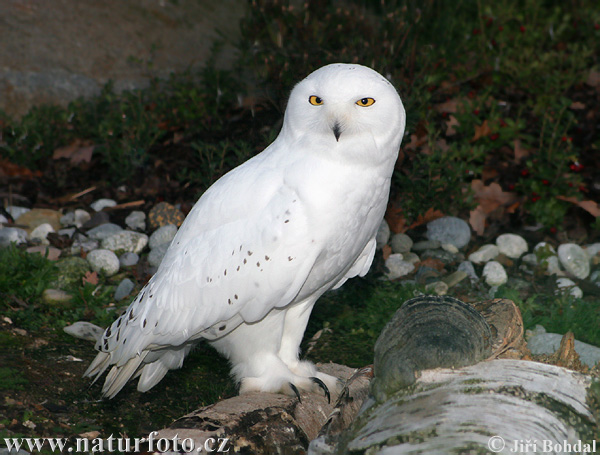 Bubo scandiacus