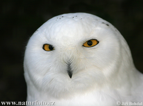 Bubo scandiacus