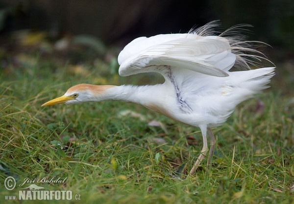 Bubulcus ibis