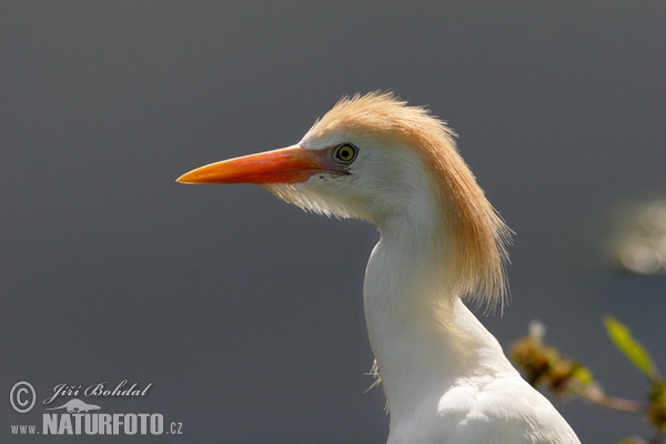 Bubulcus ibis