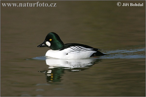 Bucephala clangula