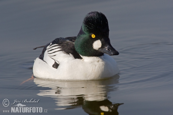 Bucephala clangula