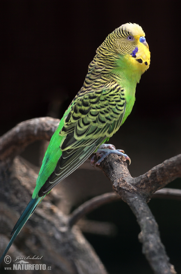 Budgerigar