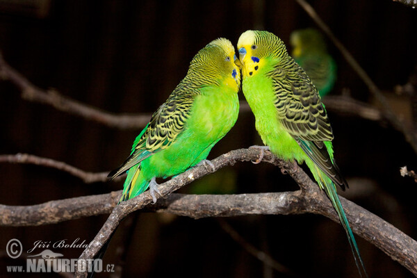 Budgerigar (Melopsittacus undulatus)