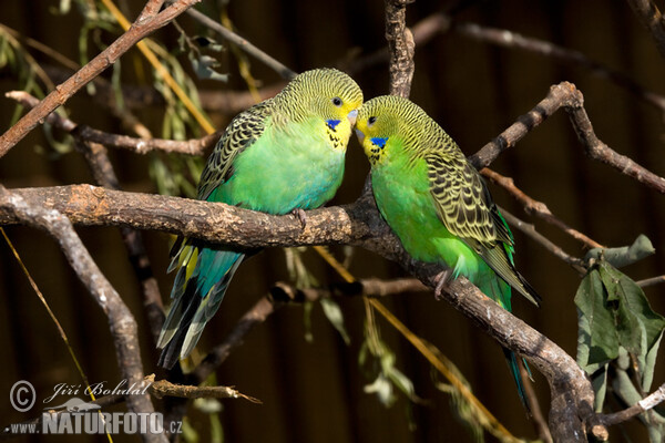 Budgerigar - shell parakeet (Melopsittacus undulatus)