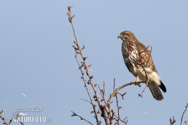 Buizerd