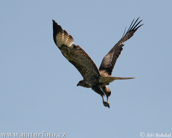 Buizerd