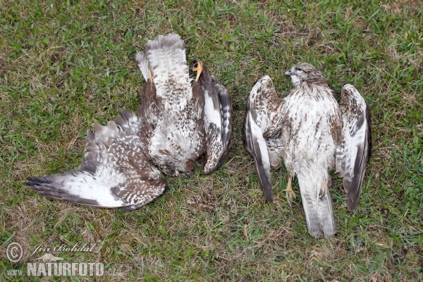 Buizerd