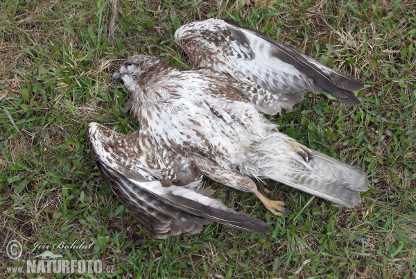 Buizerd