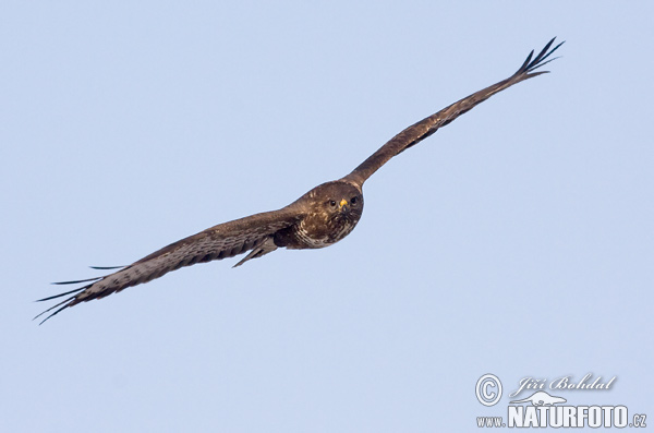 Buizerd