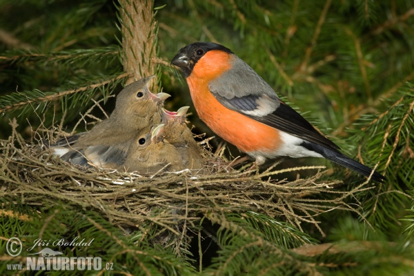 Bullfinch (Pyrrhula pyrrhula)