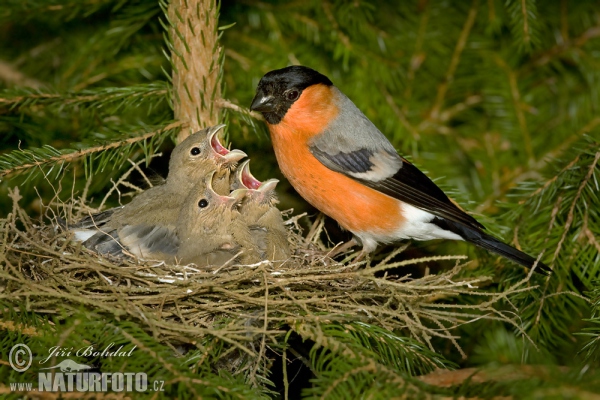 Bullfinch (Pyrrhula pyrrhula)