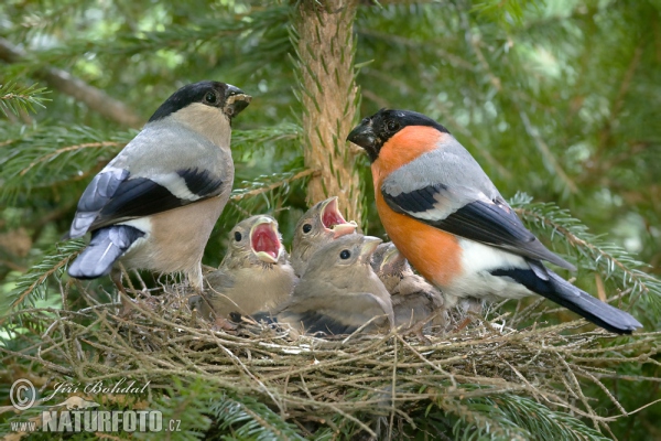 Bullfinch (Pyrrhula pyrrhula)