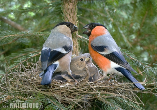 Bullfinch (Pyrrhula pyrrhula)