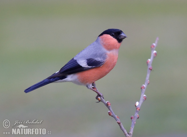 Bullfinch (Pyrrhula pyrrhula)