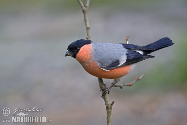 Bullfinch (Pyrrhula pyrrhula)