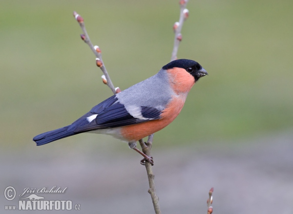 Bullfinch (Pyrrhula pyrrhula)