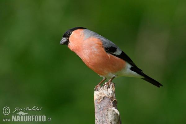 Bullfinch (Pyrrhula pyrrhula)