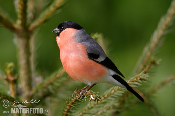 Bullfinch (Pyrrhula pyrrhula)