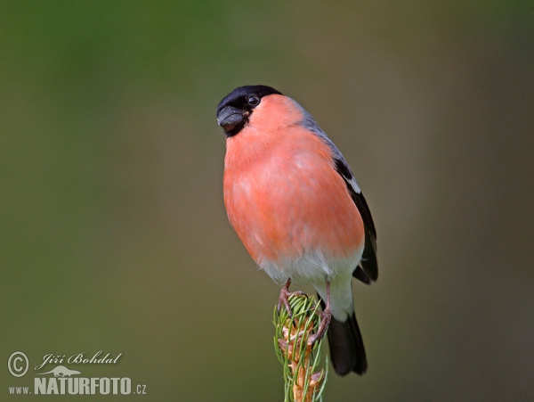 Bullfinch (Pyrrhula pyrrhula)