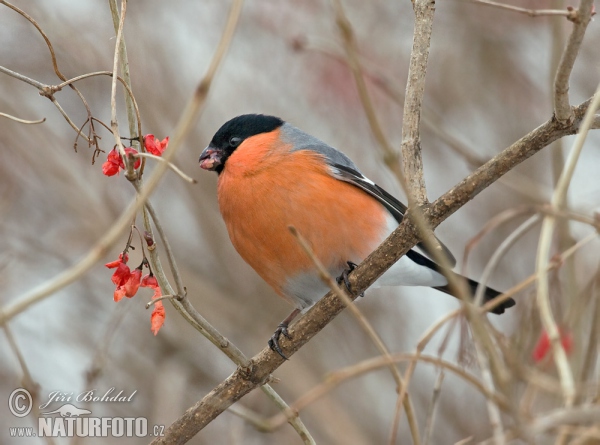 Bullfinch (Pyrrhula pyrrhula)