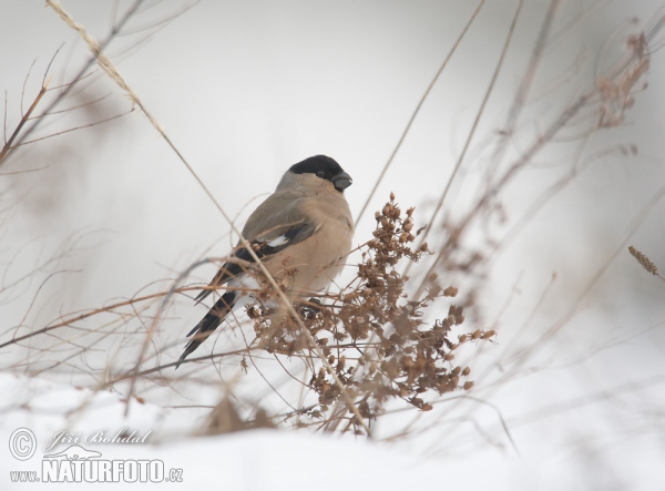 Bullfinch (Pyrrhula pyrrhula)