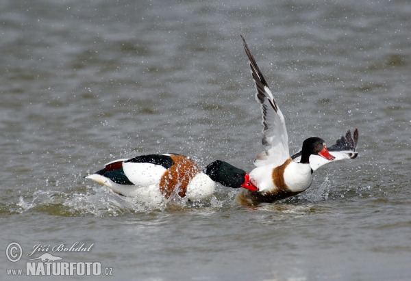 Burrow-duck (Tadorna tadorna)