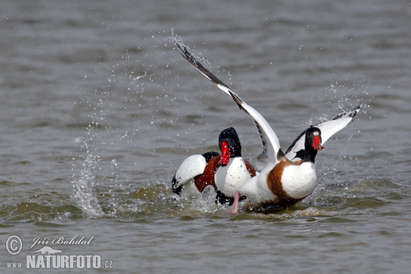 Burrow-duck (Tadorna tadorna)