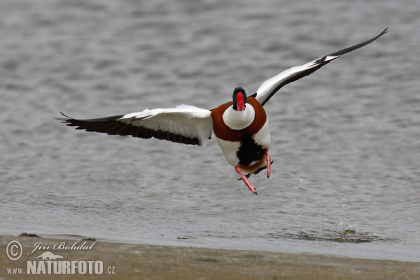 Burrow-duck (Tadorna tadorna)