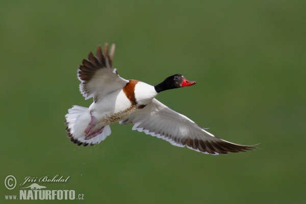 Burrow-duck (Tadorna tadorna)