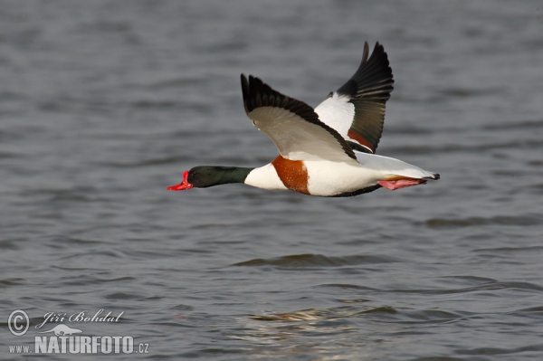 Burrow-duck (Tadorna tadorna)