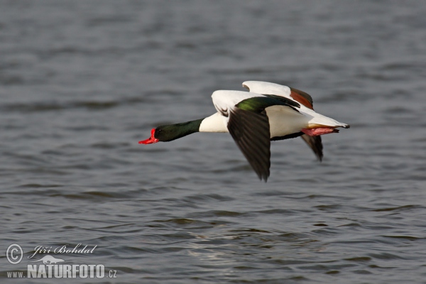 Burrow-duck (Tadorna tadorna)