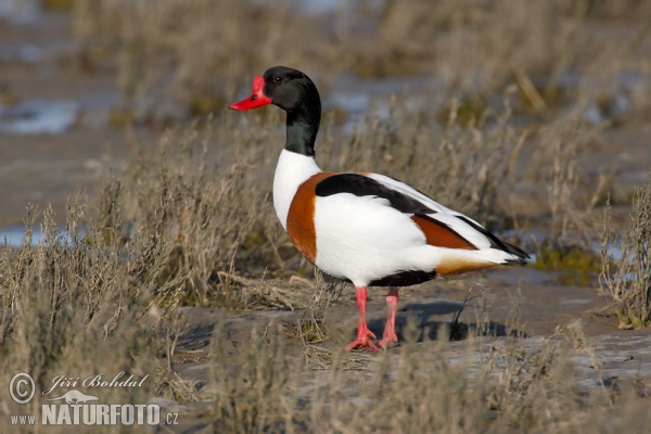 Burrow-duck (Tadorna tadorna)