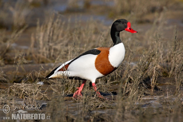 Burrow-duck (Tadorna tadorna)