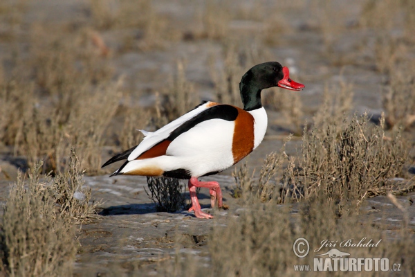 Burrow-duck (Tadorna tadorna)