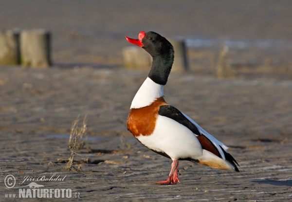 Burrow-duck (Tadorna tadorna)