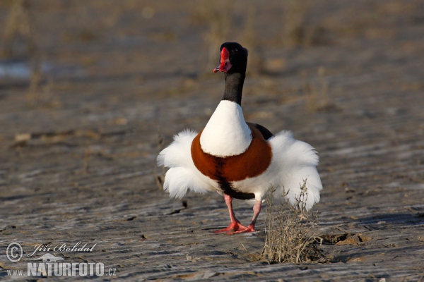 Burrow-duck (Tadorna tadorna)