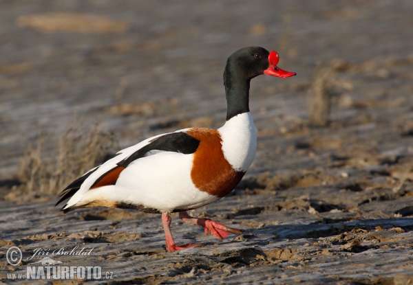 Burrow-duck (Tadorna tadorna)