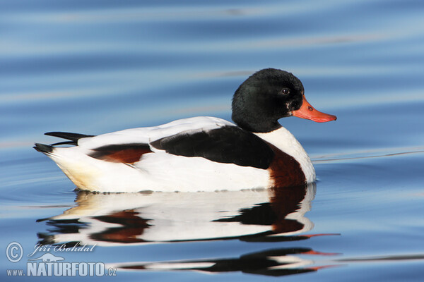 Burrow-duck (Tadorna tadorna)