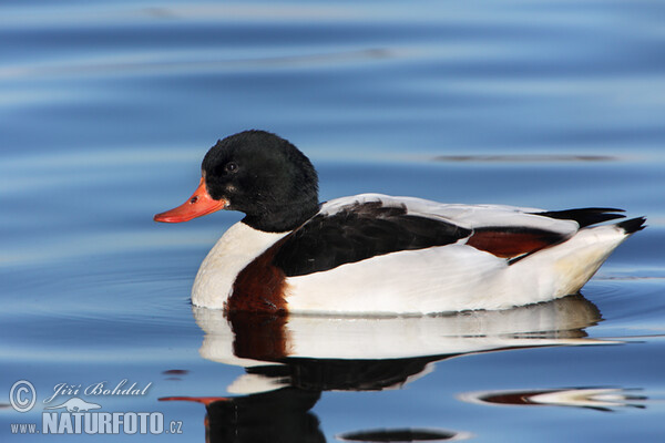 Burrow-duck (Tadorna tadorna)