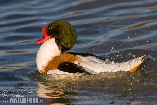 Burrow-duck (Tadorna tadorna)