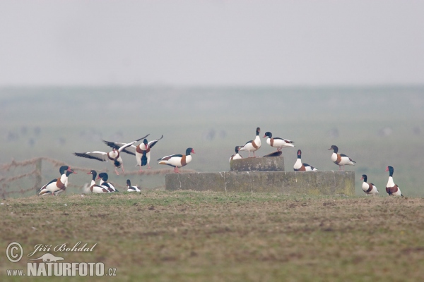 Burrow-duck (Tadorna tadorna)