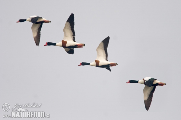 Burrow-duck (Tadorna tadorna)