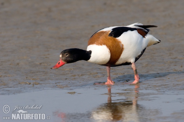 Burrow-duck (Tadorna tadorna)