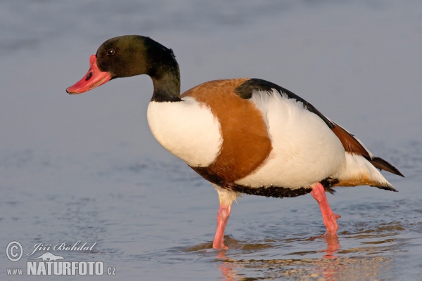 Burrow-duck (Tadorna tadorna)