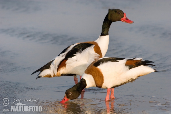 Burrow-duck (Tadorna tadorna)